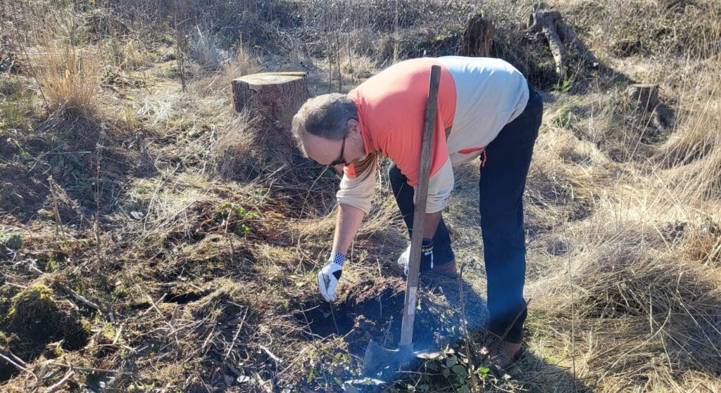 up to data Tree-Planting | Person in red shirt planting trees during forest restoration project in cleared woodland area with tree stumps